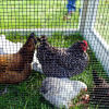 half black 19ga chickens