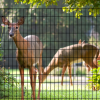 deer fence with deer-3